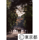 明治神宮内の参道、紅葉が始まっている