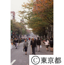 紅葉の始まった表参道を散歩する老夫婦