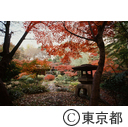 紅葉が盛りの根津美術館の日本庭園