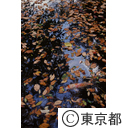 根津美術館の池の落葉と池の鯉