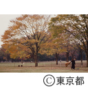 代々木公園の紅葉