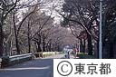 青山霊園内の桜並木