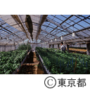 温室で季節はずれの菊に水をやる農家の人