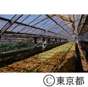 温室の花に水をやる農家の人