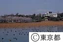 春、不忍池に遊ぶ野鳥たち