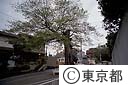 小石川善光寺坂のガードレールに囲まれたムクノキ