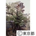 高輪の旧細川邸跡に残るシイノキ