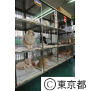 ペットショップの展示柵に並ぶ小犬たち