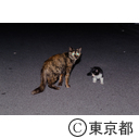 夜の町をうろつくのらネコの親子