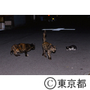 夜の町をさまようノラネコの親子