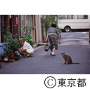 下町の露地で、かわいがられているネコ