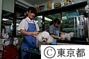 ペットショップ内の美容室でカットしてもらう犬たち