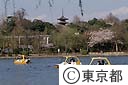 上野の不忍池に春が、足こぎのボートが湖面に映える