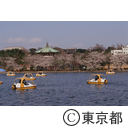 桜咲く上野不忍池、青い屋根は弁財天