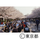 上野公園の花見