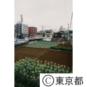 馬込に残るトウモロコシ畑