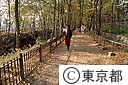 玉川上水沿いの自然遊歩道