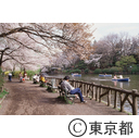 春、善福寺公園の桜を楽しむ人々