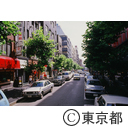 プラタナスの街路樹が並ぶ銀座の道路