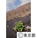 火山灰の中から、新しく芽を出した、アジサイ
