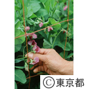 キヌサヤの花