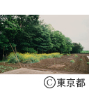 野火止用水、ふれあい橋付近の畑