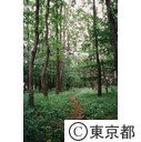 雑木林の散歩道