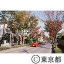 志木街道のけやき並木、紅葉