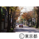 逆光の、志木街道けやき並木
