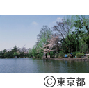 石神井公園の池で、釣りをする人