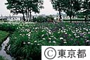 水元公園の菖蒲田