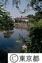 小石川植物園の池