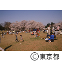 光が丘公園で花見をする人々