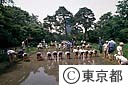 後楽園で田植えする小学生