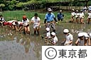 小石川後楽園の水田で 田植えをする小学生たち