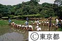 小石川後楽園の水田で 田植えをする小学生
