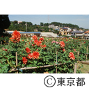 町田市ダリア園に咲くダリア
