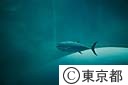 葛西臨海水族園のマグロ類の回遊
