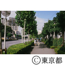 緑化した道路