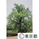 小石川植物園にある、イチョウの木
