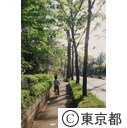 緑豊かな道路