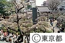 梅の木が、独特の刈り方で有名な湯島天神の庭