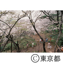 桜の等々力渓谷