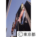 大手町の、ビルの谷間の、こいのぼり