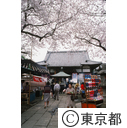 桜咲く新井薬師