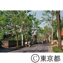 志木街道のけやき並木
