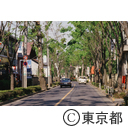 志木街道のけやき並木