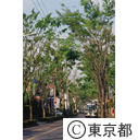 志木街道のけやき並木を走るバス