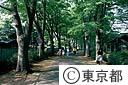 成蹊学園付近のケヤキ並木