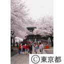 本門寺の桜、花見客で賑わう